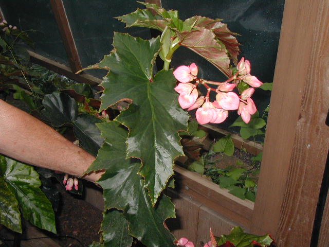B. ‘Madame Butterfly’